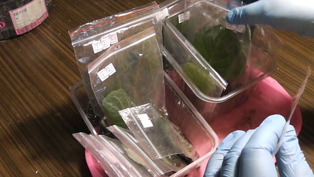 Укоренение листика глоксинии в зиппакете. Rooting of a gloxinia leaf. смотреть онлайн