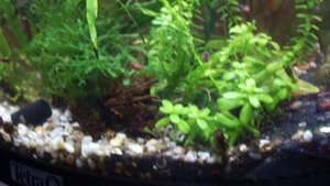 Аквариумные растения криптокарина красная и другие