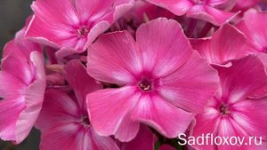 Яркий флокс Восторг, моей селекции