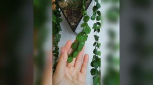 Дисхидия Хирсута