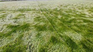 Пшеничные волны