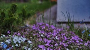 "ЗОЛОТЫЕ МАКОВКИ ЦЕРКВЕЙ" РОДИНА | Роза Бинефельд (Назарчук)