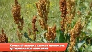 Майн Совет про конский щавель