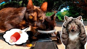 Cats reactions to food, kitten memes