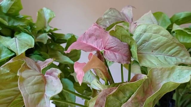 Home gardening......Syngonium plant.care grow very fast bushy plant decoration and indoor plant.