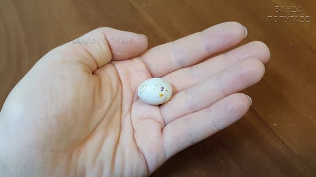 Рождение птенца выставочного волнистого попугая ???