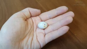 Рождение птенца выставочного волнистого попугая ???