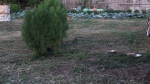 Пушистые и милые котята