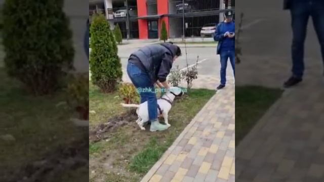 Домашний бультерьер без намордника напал на женщину в Краснодаре
