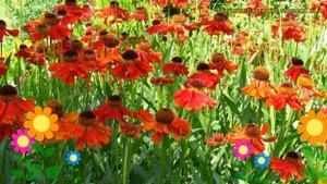 Гелениум осенний Моерхейм Бьюти. Краткий обзор, описание helenium autumnale Moerheim Beauty