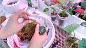 Пересадка алоказий малышей #алоказия