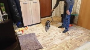 Щенок Дратхаара.