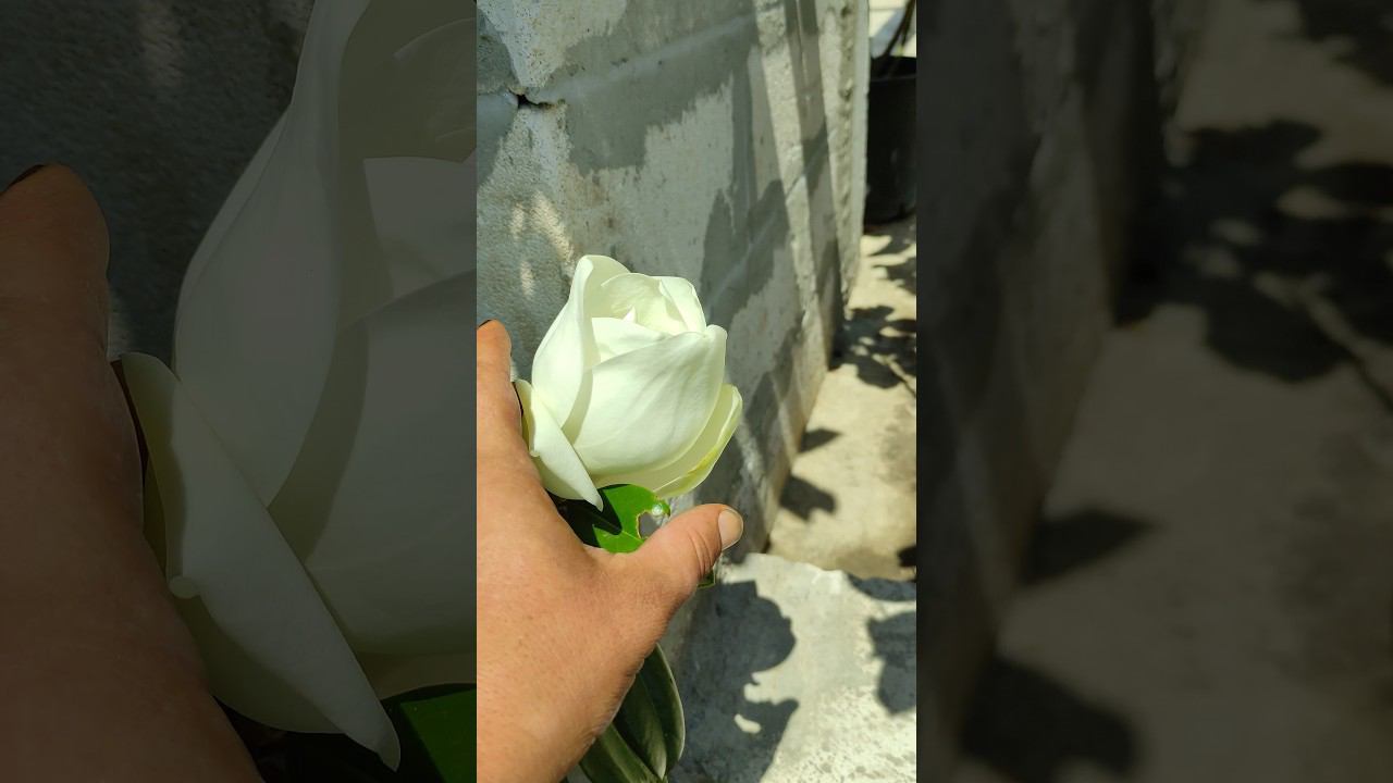 магнолия продолжает радывать цветением:)