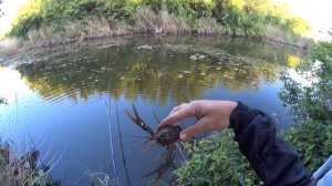 В этих зарослях полно рыбы | ЛОВЛЯ ЛИНЯ И КАРАСЯ НА ПОПЛАВОК! | Илюха Ловит