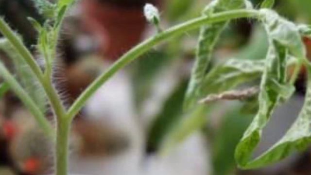 Что делать если скручиваются листья у томатов. Причины и как исправить смотреть онлайн