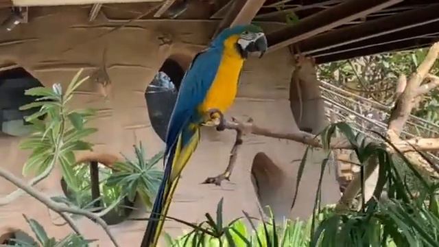 сине жёлтый ара в Дубай зоопарк 11 января 2023 смотреть онлайн
