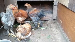 Старые куры боятся молодых кур.