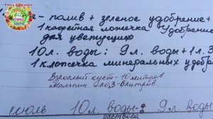 Розы. Чем и когда подкормить кусты роз. Почему нельзя удобрять розы в жару.