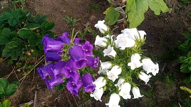 Flowers bluebells bloom/цветение колокольчиков (campanula) / колокольчики садовые /ПЕНИЕ ПТИЦ