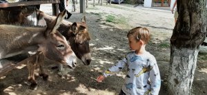Поездка в Крым, Чуфу́т-Кале́ и ферма Чудо-Ослик