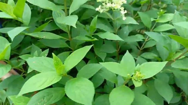 6. Метельчатая гортензия Меджикал маунт фуджи (Hydrangea paniculata Magical Mount Fuji)