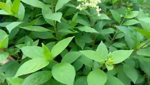 6. Метельчатая гортензия Меджикал маунт фуджи (Hydrangea paniculata Magical Mount Fuji)