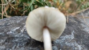 Лепиота Гребенчатая(Lepiota cristata)