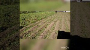 Самодельный мульчер на мотоблок