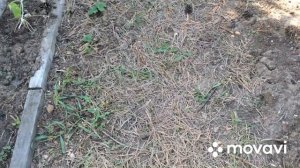 Мои помидоры и мульча из сосновых иголок