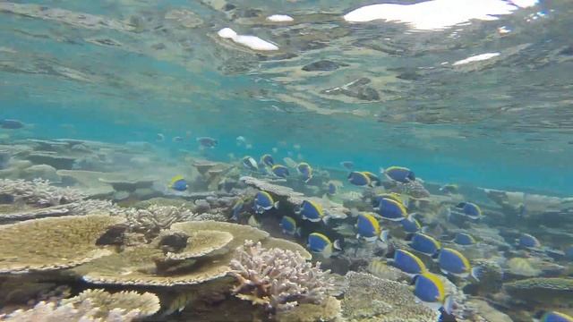 Рыбки Дори на Мальдивах смотреть онлайн