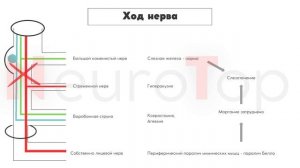 Черепные нервы. Лицевой нерв Vll