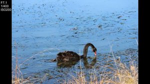 Canon EOS R7 | Sample Photos and Video in Automatic mode | Review | Amateur