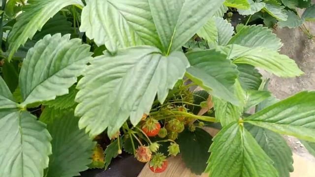 Дачная зарисовка Июнь смотреть онлайн