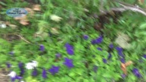 ПЕРВЫЕ ЗАМОРОЗКИ. КАКИЕ ЦВЕТЫ ИХ ПЕРЕНЕСЛИ, А КАКИЕ-НЕТ...