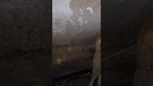укус вымени у коровы