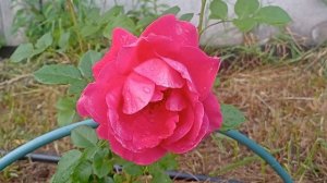 Долгожданные розы: первые цветы новинок 2022 г. lovely yo-yo, moody blue, Chersonese, Modern Art