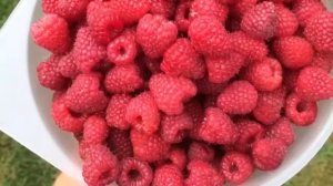 Малина сорту «Брусвяна»