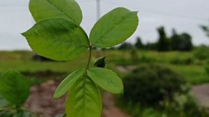 Штамбовая роза в горшке! Часть 2!