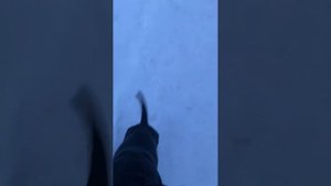 Английский Стаффордширский Бультерьер. Наш телеграмм канал: https://t.me/staffbulka