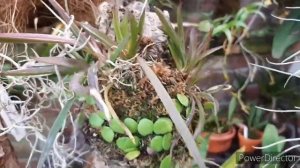 Орхидеи на блоке. Бульбофиллум биколор и другие новые посадки.