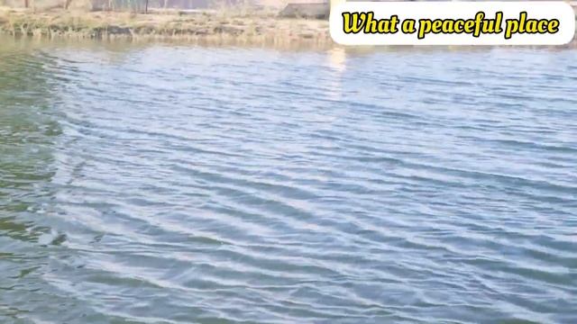 love lake Dubai one of the most visited tourist attractions / flamingo lake Dubai  ,Al Qudra lakes
