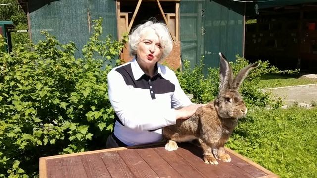 Бельгийский великан  Наш опыт