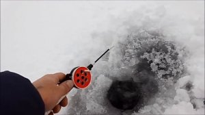 Снасть "ГОНДУРАС" для зимней ловли трофейного окуня и щуки.