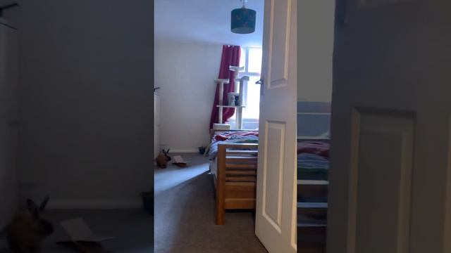 My pet bunny leaves room for first time!