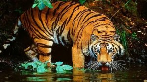 ТИГР ПРОТИВ КРОКОДИЛА - КТО ПОБЕДИТ?