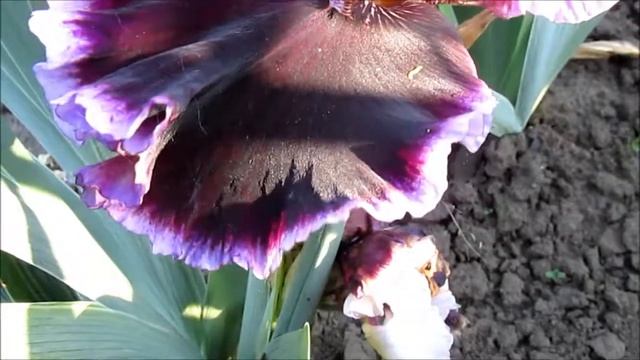 Энджой зе Пати высокий ирис смотреть онлайн