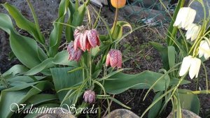 Зацвели РЯБЧИКИ ШАХМАТНЫЕ. Красота, не зря занесены в Красную книгу. Заведите у себя на участке.