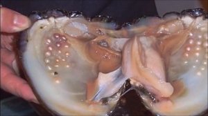 Самая большая жемчужина на планете стоимостью 100 млн долларов