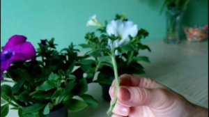 Размножение петунии черенками (вегетативно)! Как быстро размножить петунию!