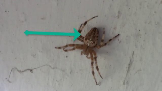 Обзор паука нашел в сарае смотреть онлайн